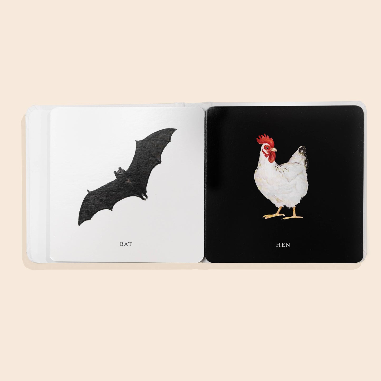 Inside board book illustration of a bat and hen.