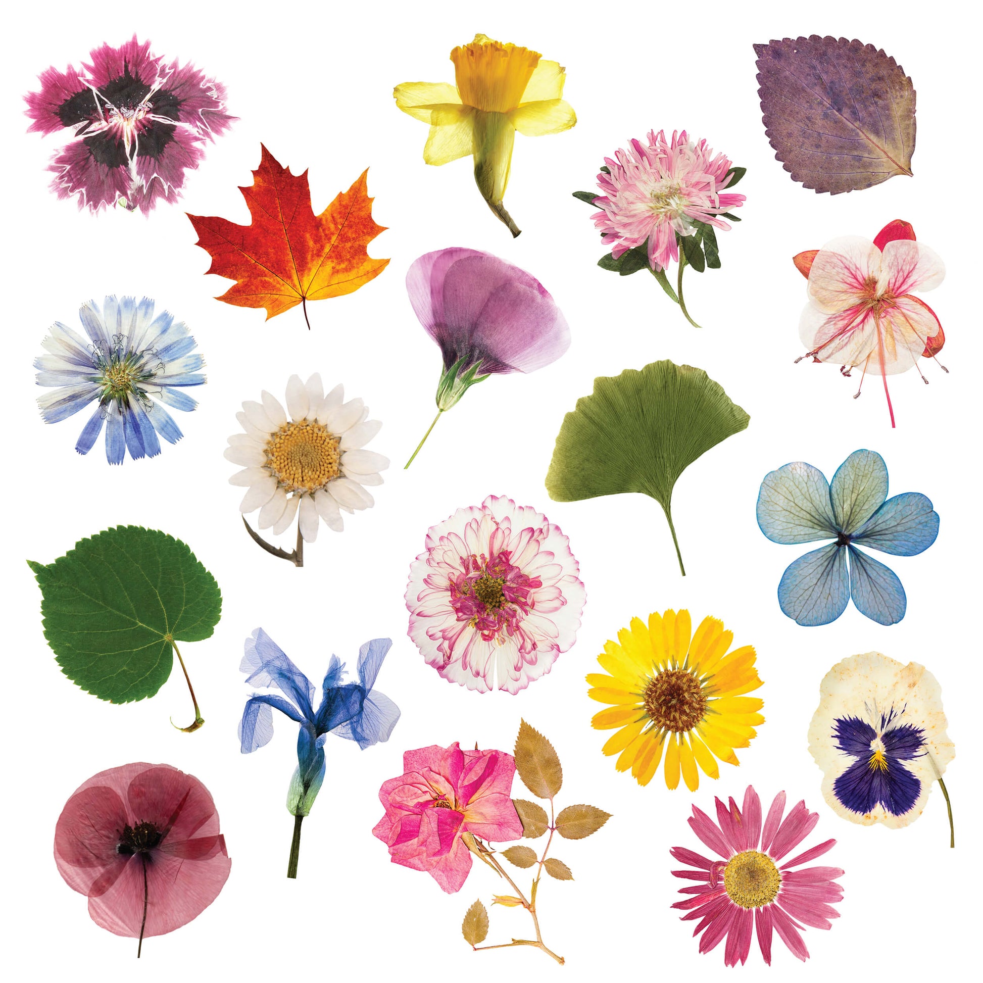 Collection of various flowers and leaves on a white background